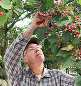 Pruning: Not a Mysterious Art with Bruce Crawford